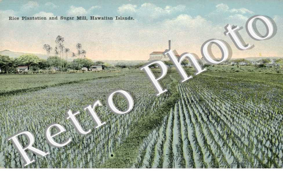 rice plantation and sugar mill