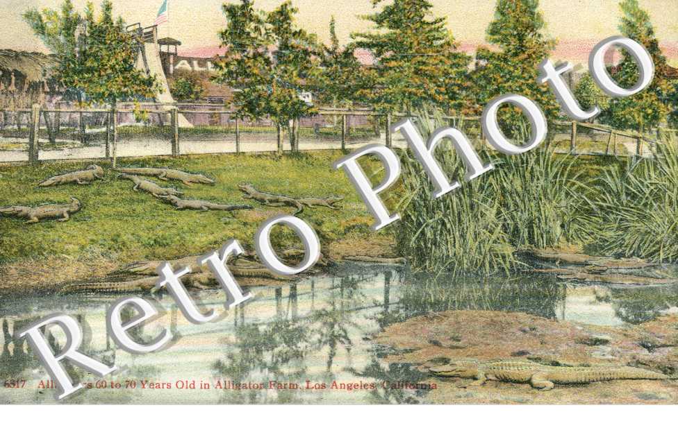 Alligators 60 to 70 years old in Alligator Farm
