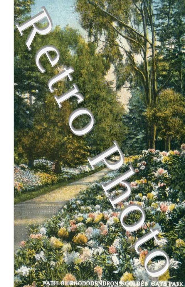 Paths of Rhodendrons, Golden gate Park