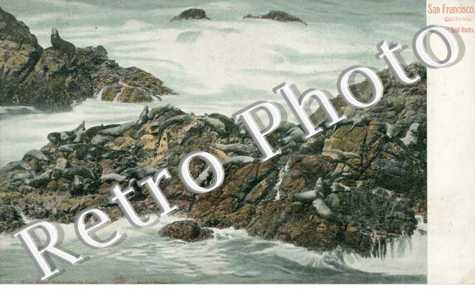 Seals on the rocks