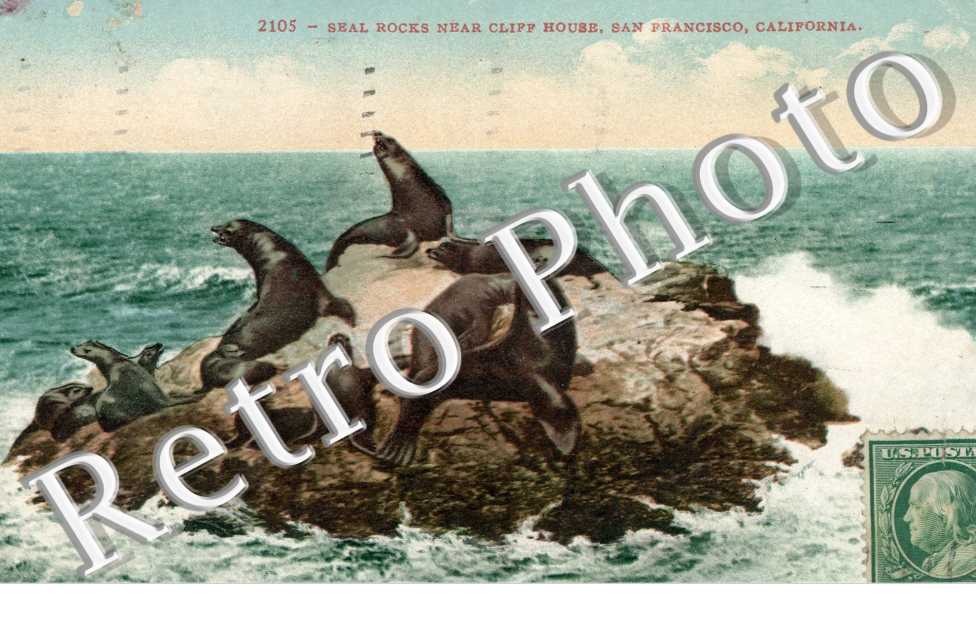 Seal rocks near cliff house