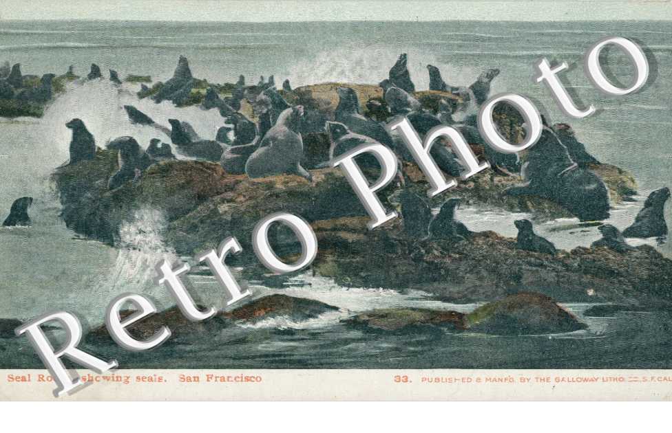 Seal rocks, showing seals