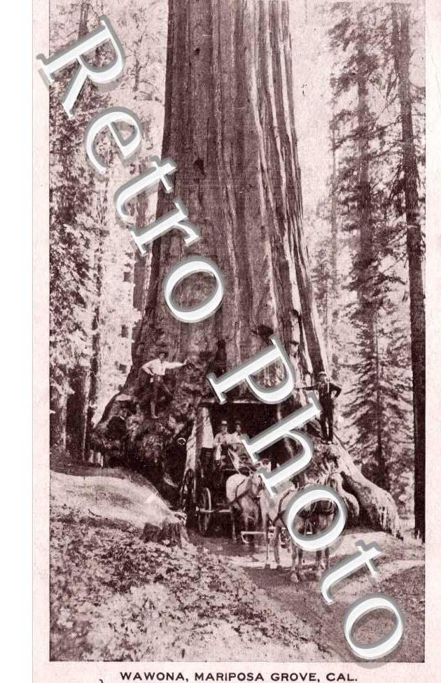 Mariposa Grove