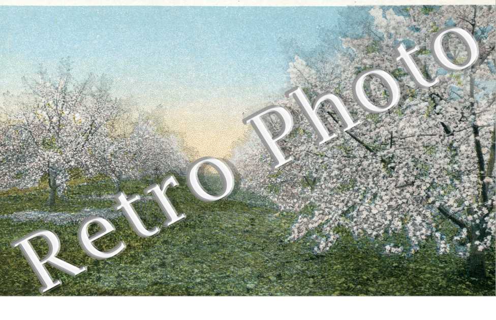 Apple blossom time in the Shenandoah valley