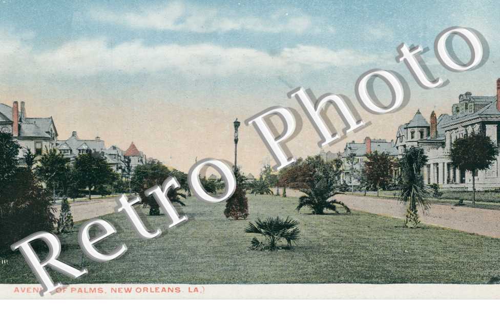 Avenue of Palms