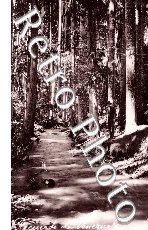 Vue Interieure de la Foret et d'un ruisseau