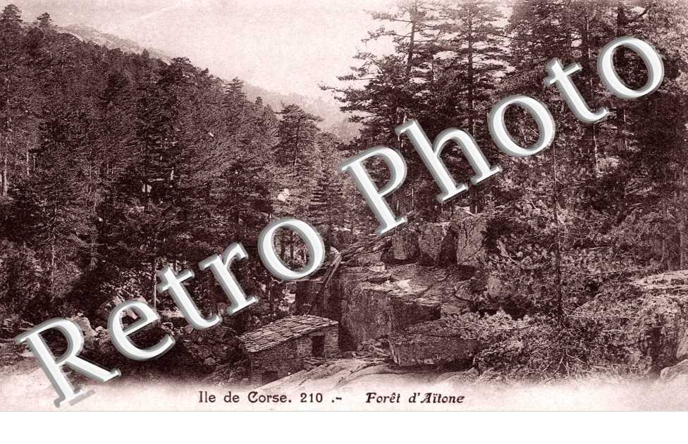 Foret d'Aitone