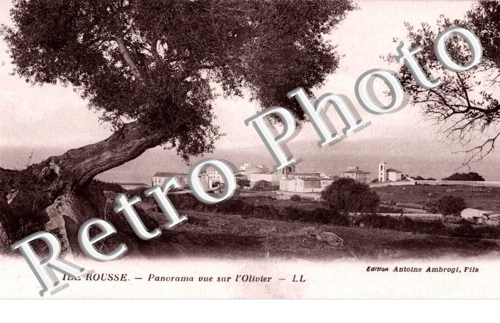 Panorama - vue sur l'olivier