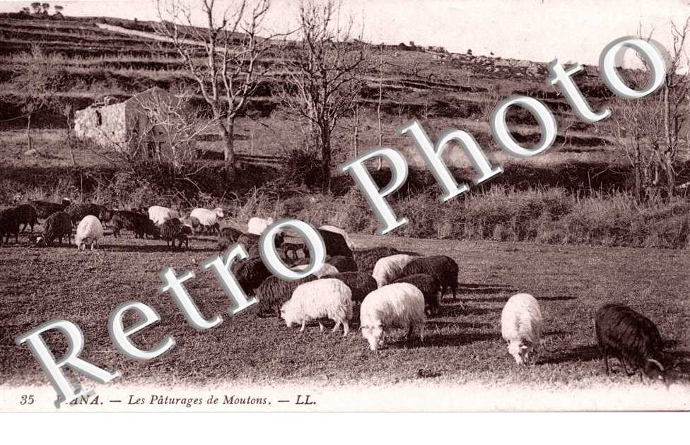 les paturages de moutons