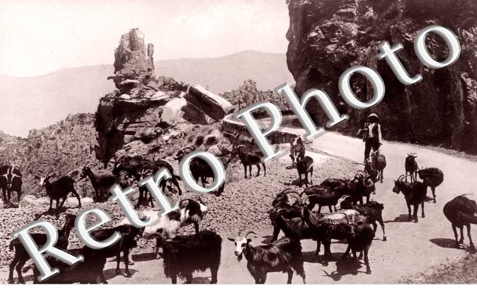 Troupeau de Chèvre sur les calanches