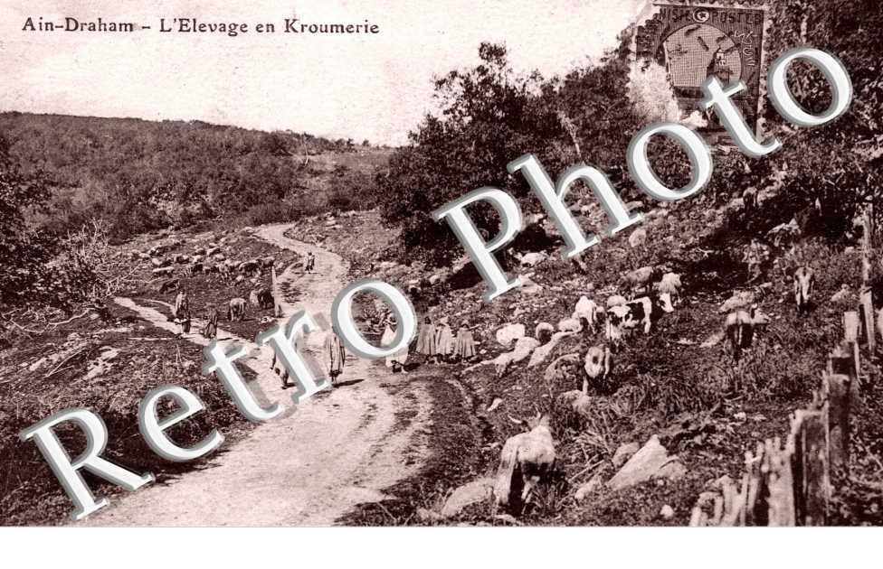 l'Elevage en Kroumerie