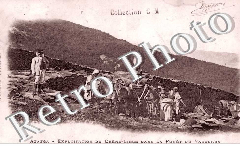 Exploitation du Chene-Liege dans la Foret de Yacourbn