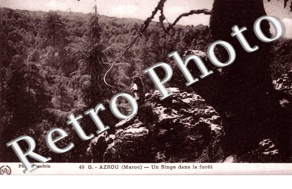 Un Singe dans la Foret