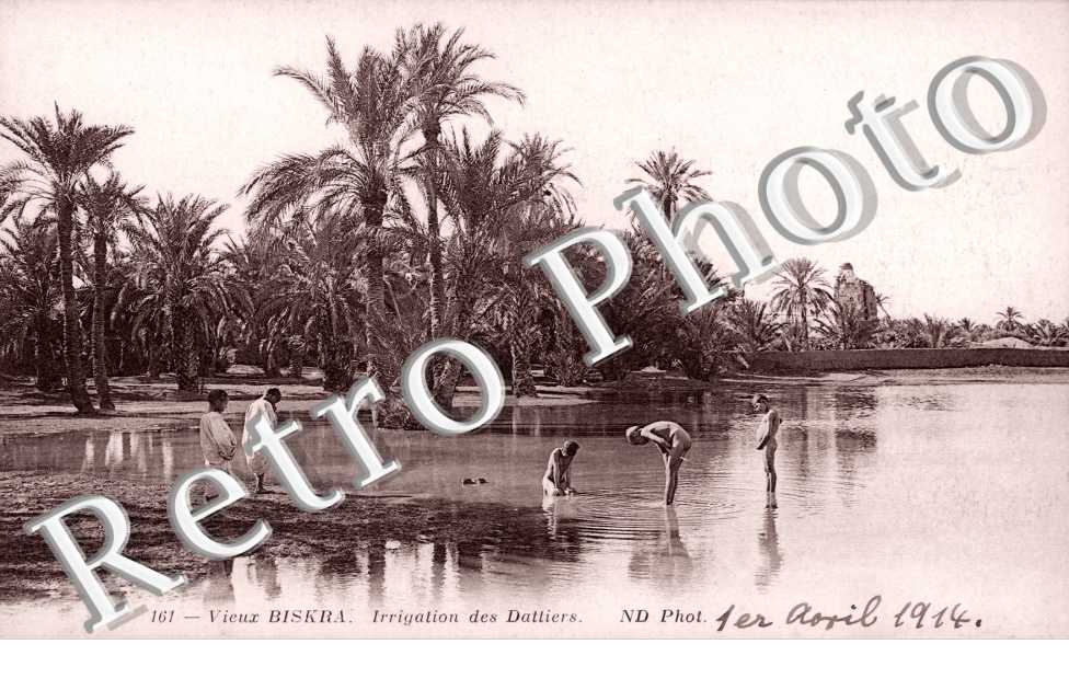 Irrigation des Dattiers