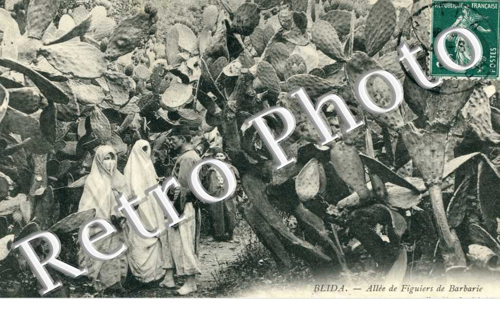 Allee de Figuiers de Barbarie