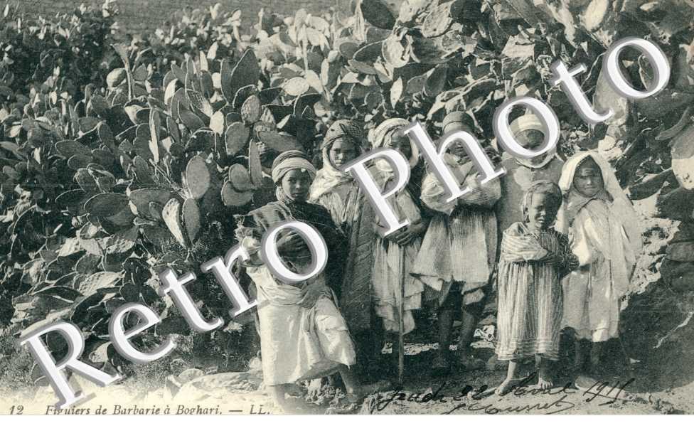 Figuiers de Barbarie a Boghari