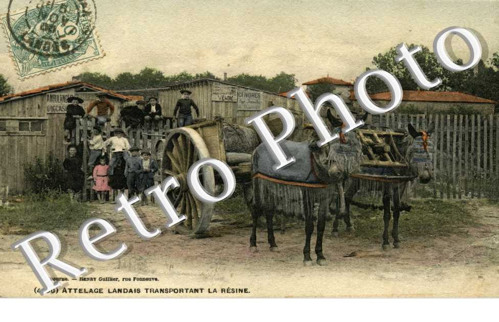Attelage landais transportant la resine