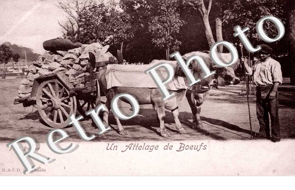 un attelage de boeufs