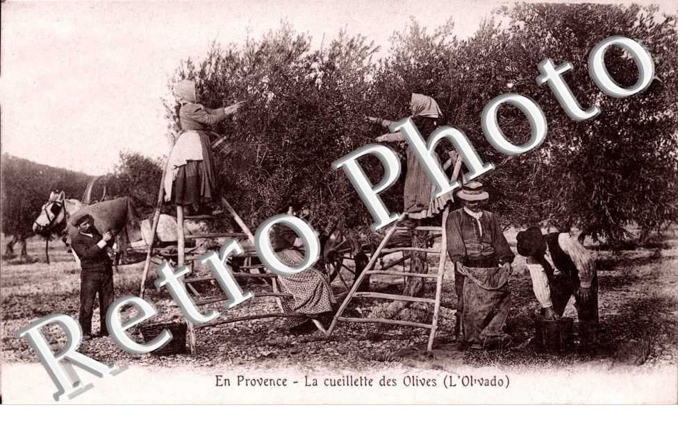 en Provence La cueillette des olives