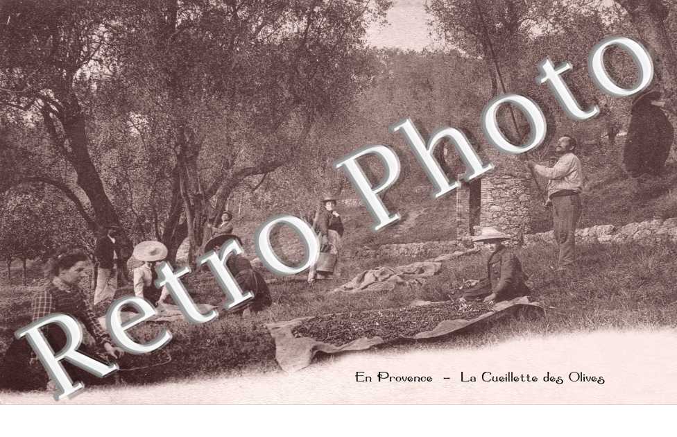 en Provence Cueillette des olives