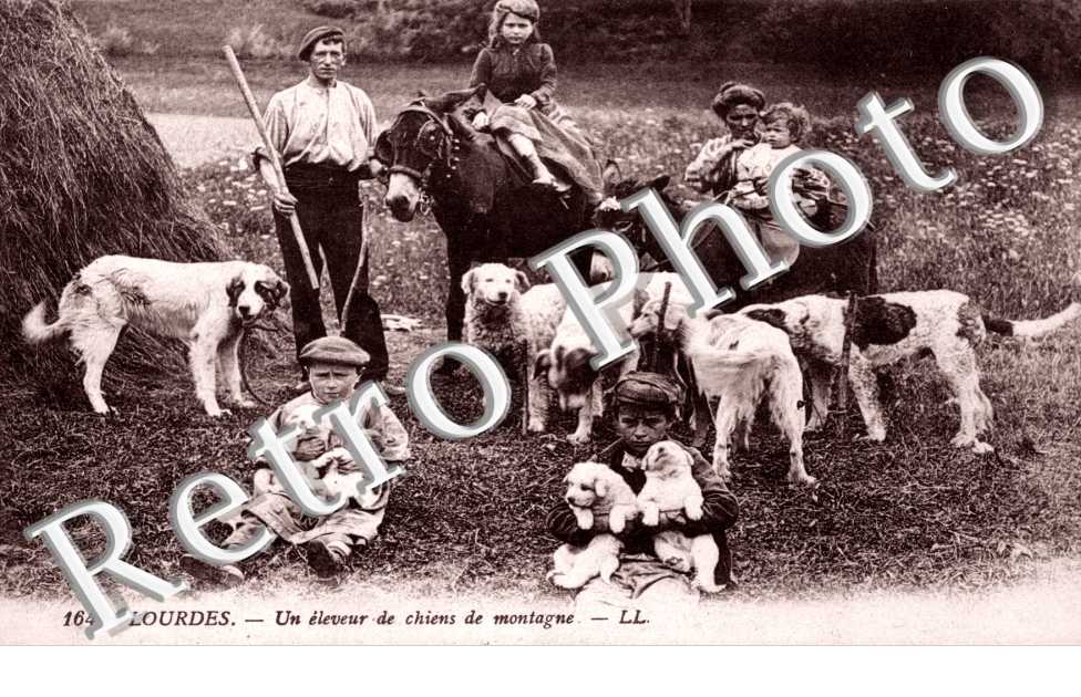 Eleveur de chiens de montagne