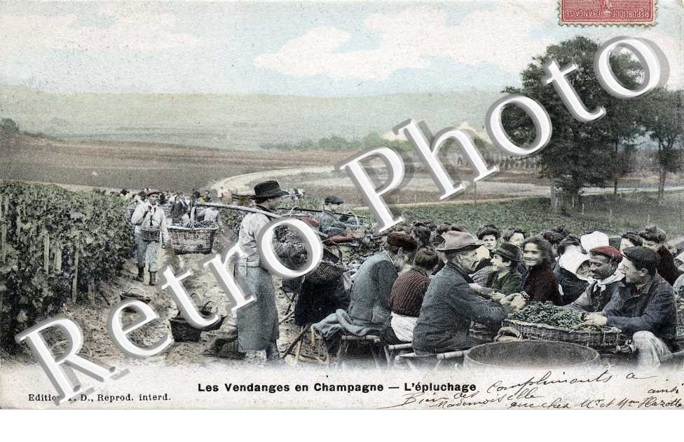 les vendanges en Champagne l'epluchage