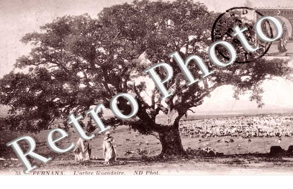 l'Arbre Legendaire