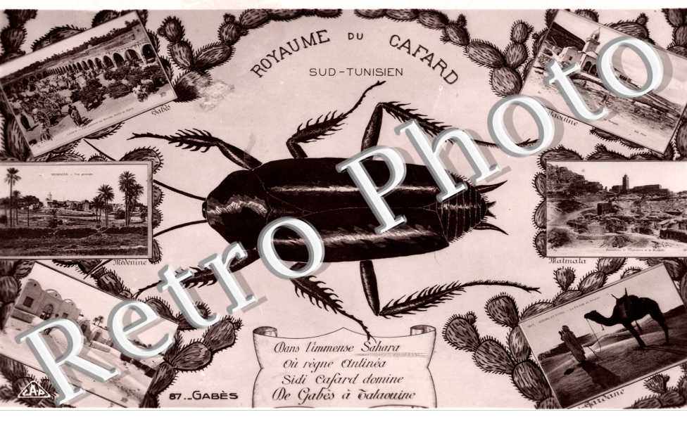 Royaume du cafard