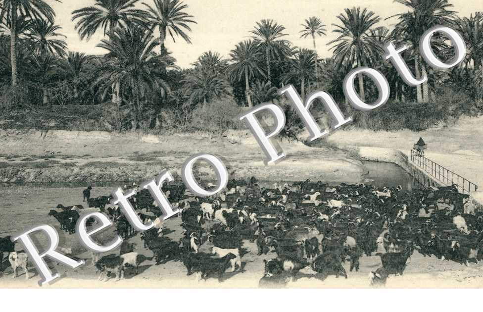 Troupeau de Chevres de Mentzel