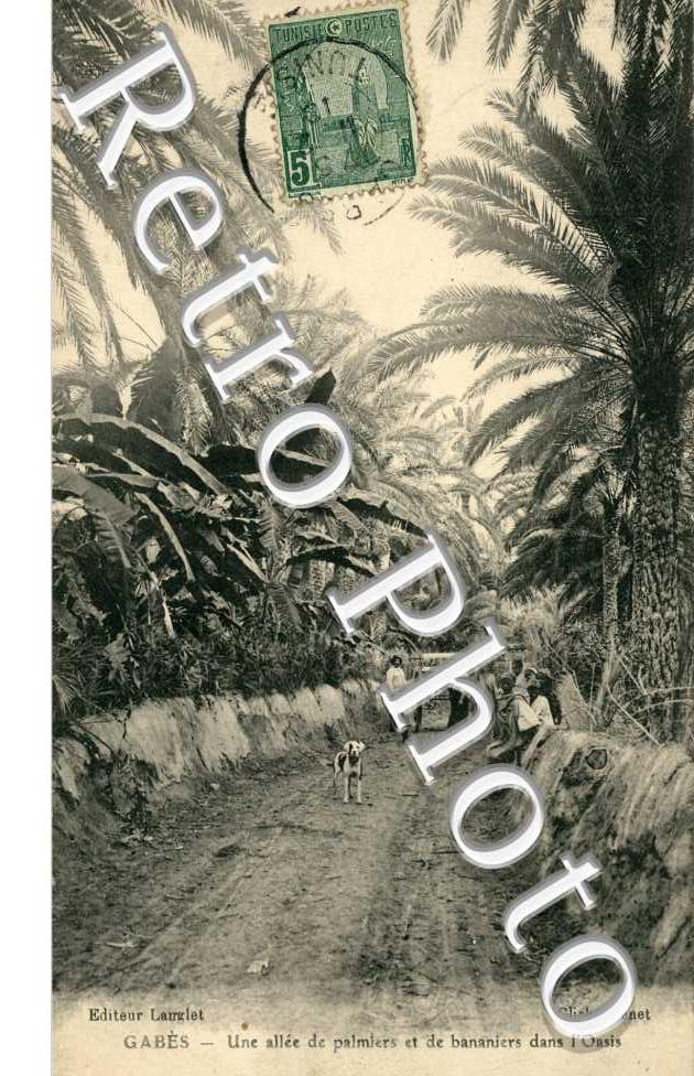 Une Allee de Palmiers et de Bananiers dans l'Oasis