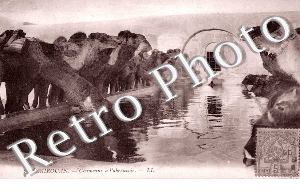 Chameaux a l'abreuvoir