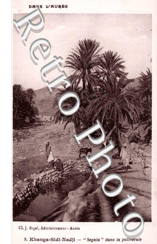 "Segnia" dans la Palmeraie