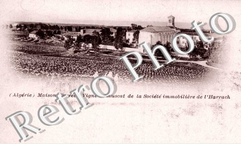 Vigne de muscat de la Societe immobiliere de l'Harrach