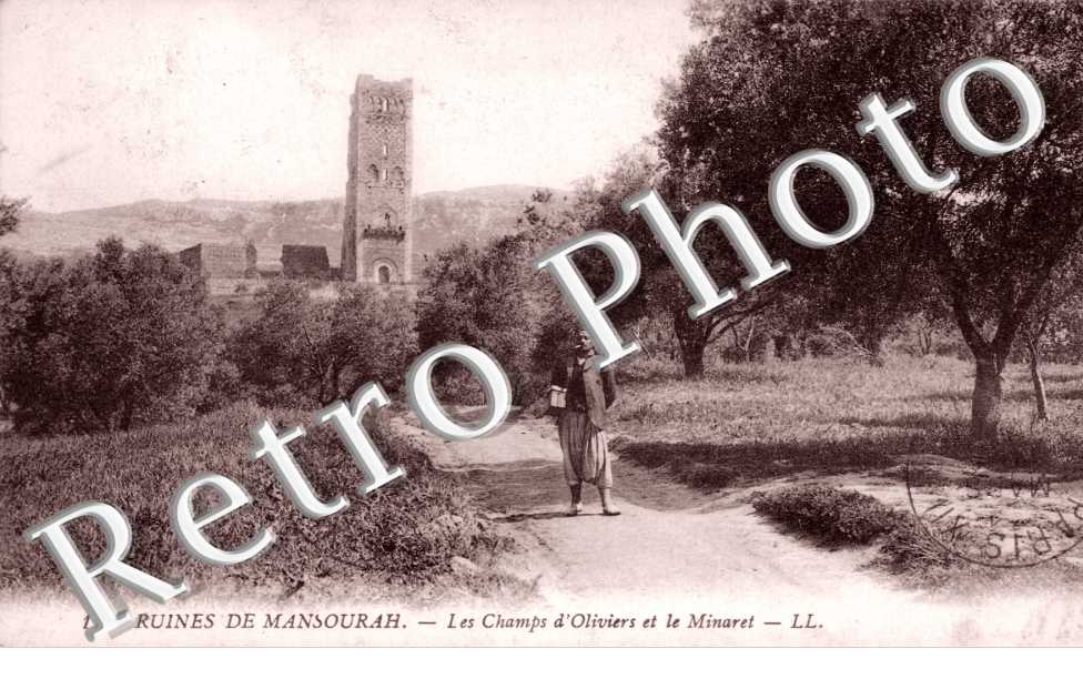Ruines de l'Enceinte de Mansourah, les Champs d'Oliviers et le Minaret