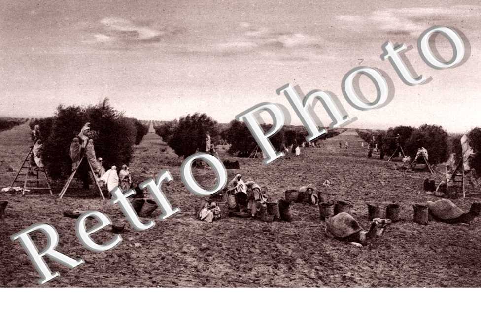 Ateliers de Cueillette d'Olives dans une grande Exploitation Agricole