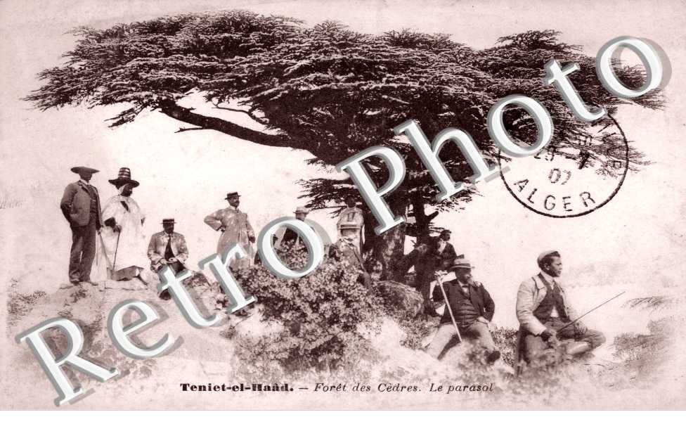 .Foret des Cedres - le parasol