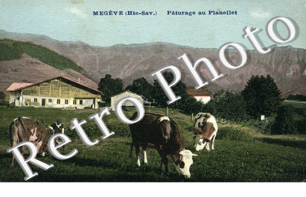 Paturage au Planellet