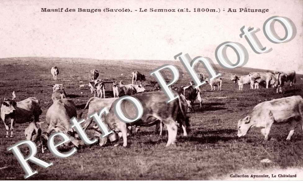 Massif des Bauges Le Semnoz Au Paturage