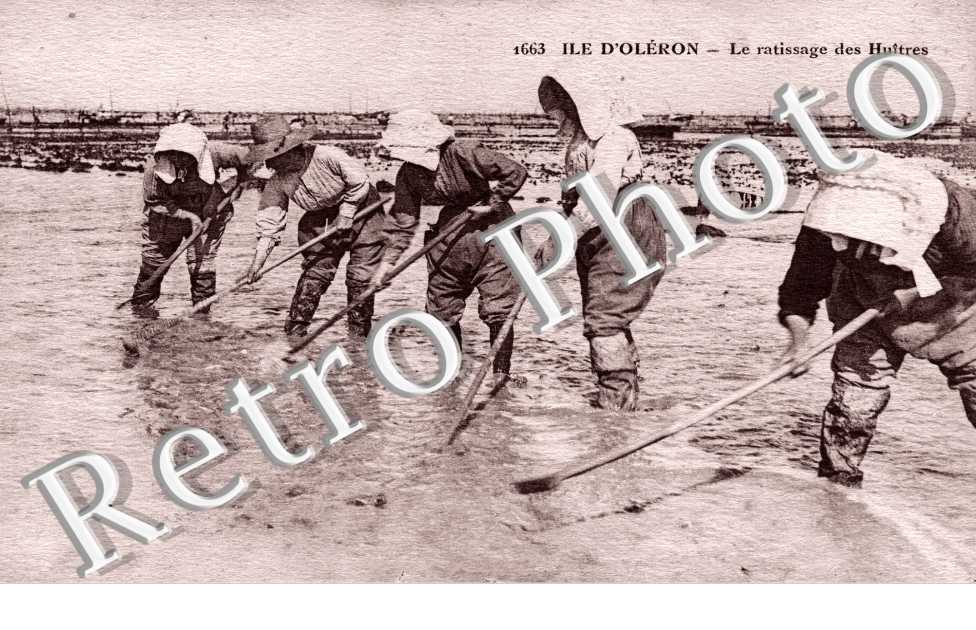 Le ratissage des huitres