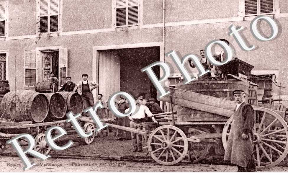 La vendange fabrication du vin gris