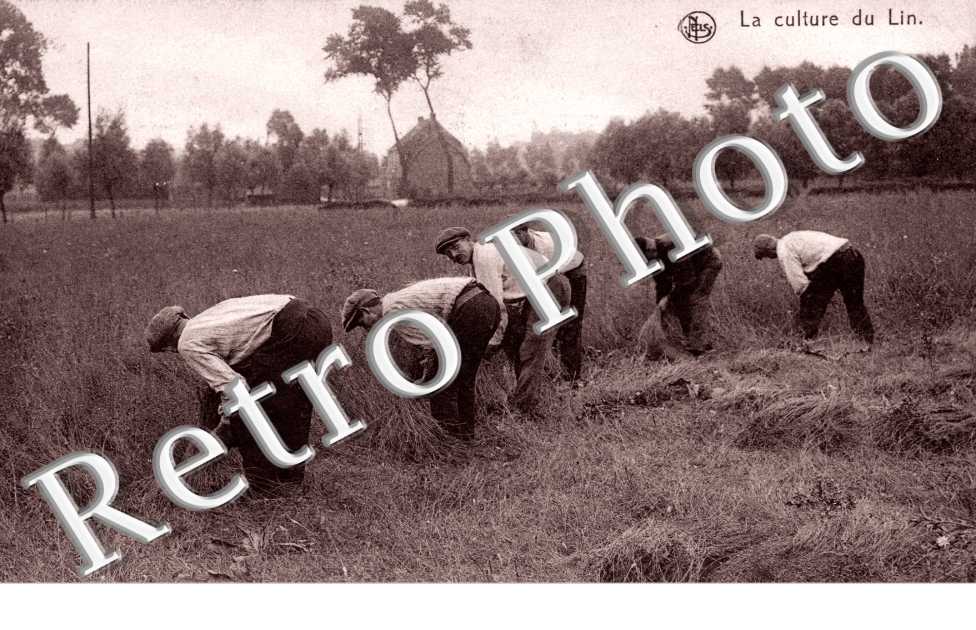 La Culture du Lin