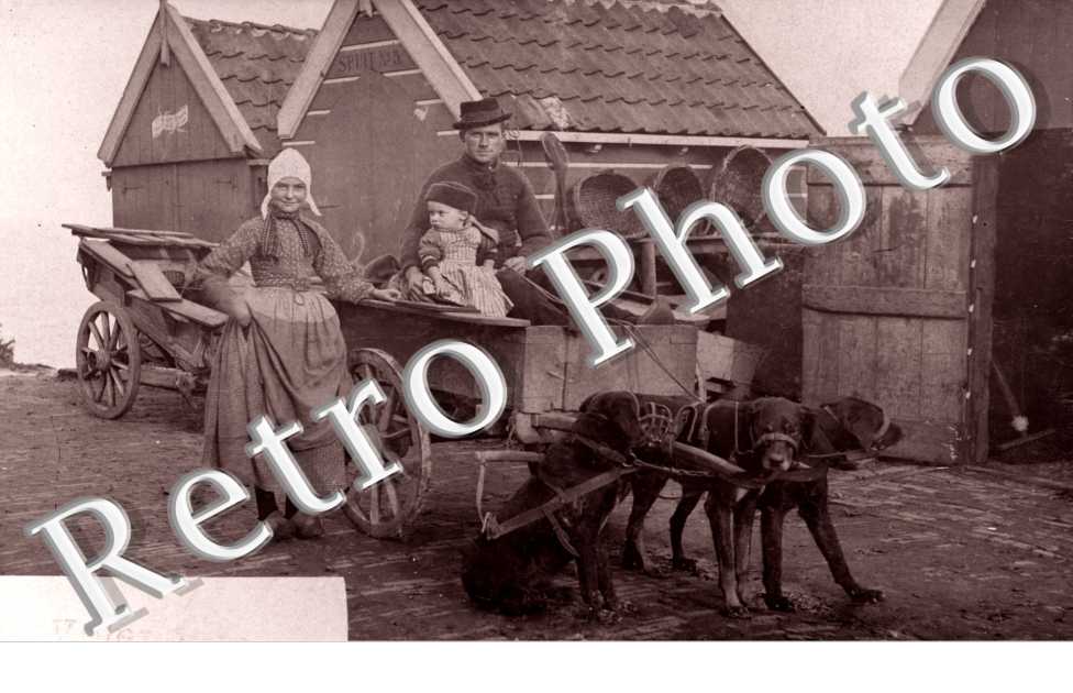 Attelage de Chiens