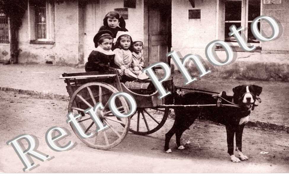 Attelage de Chien - Enfants