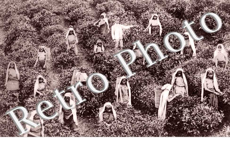 tea Pluckers at work