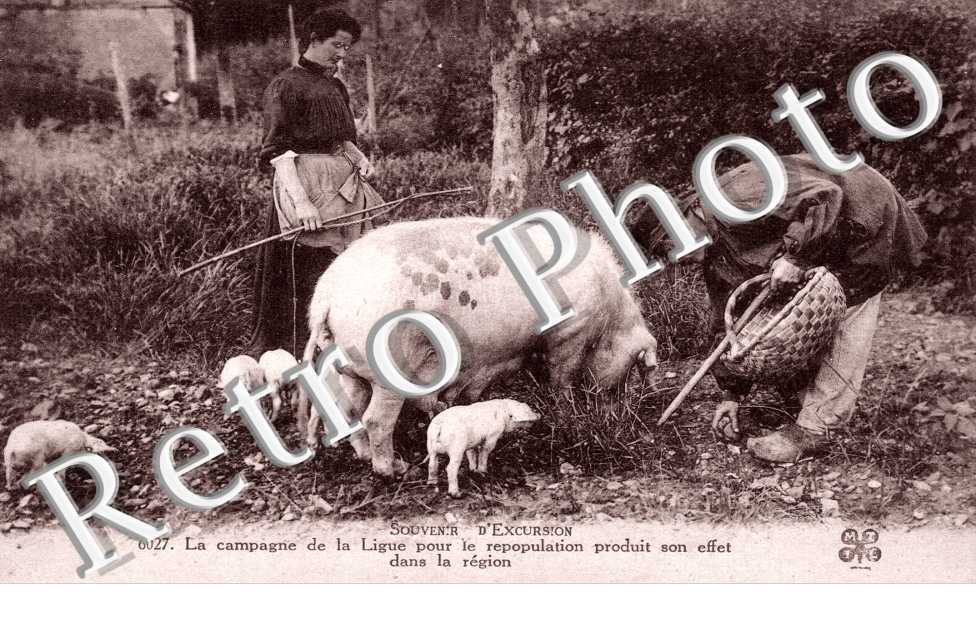 Souvenir d Excursion TRUFFE DORDOGNE COCHON