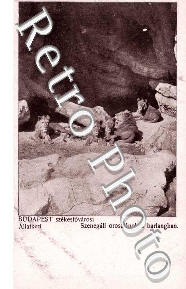 Allatkert, Szenegali oroszlanok a barlangban