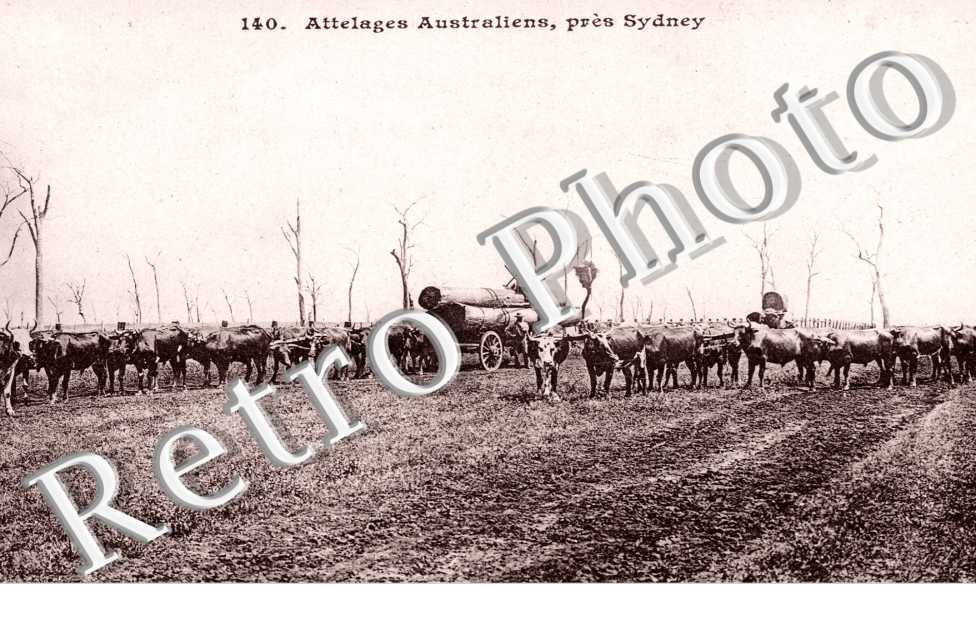 Attelage Australiens
