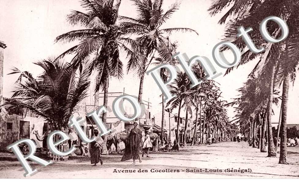 Avenue des Cocotiers