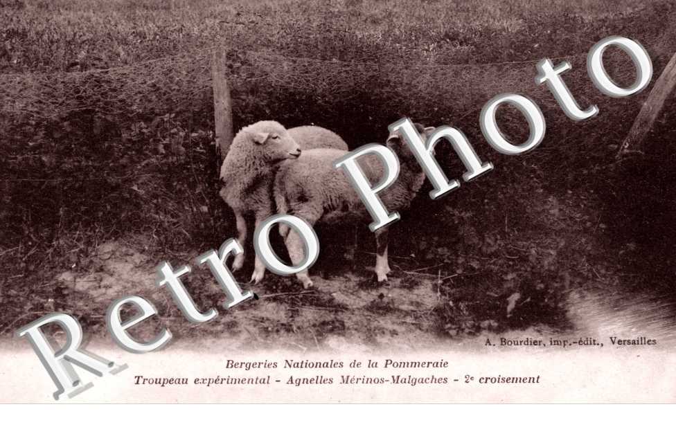 Bergeries Nationales de la Pommeraie, Troupeau experimental