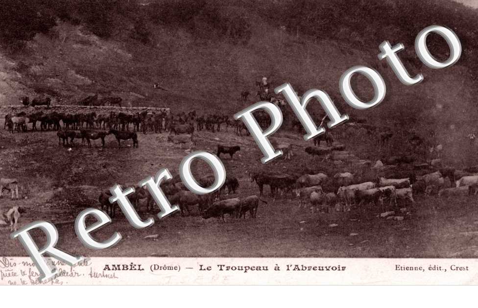 Le Troupeau a l'Abreuvoir